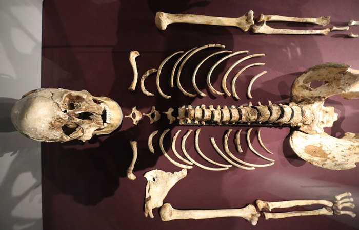 Cheddar man skeleton.