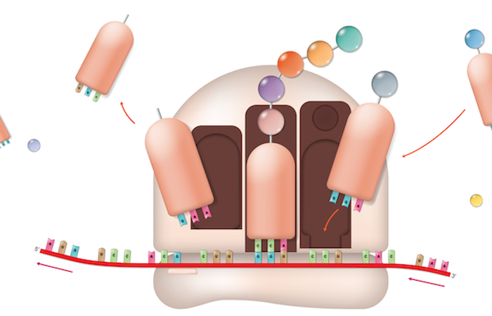 Ribosome translation.